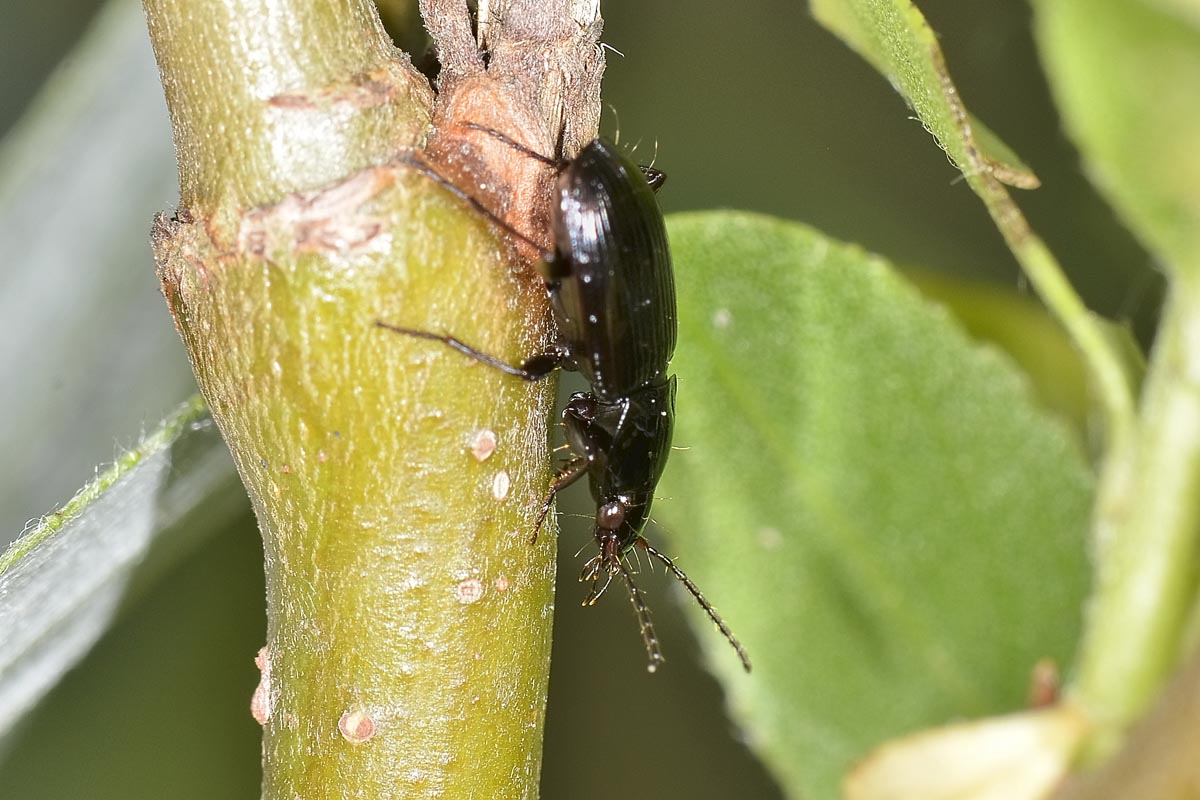 Pterostichus vernalis, Carabidae